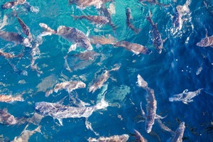 地域物産 / 宇和島